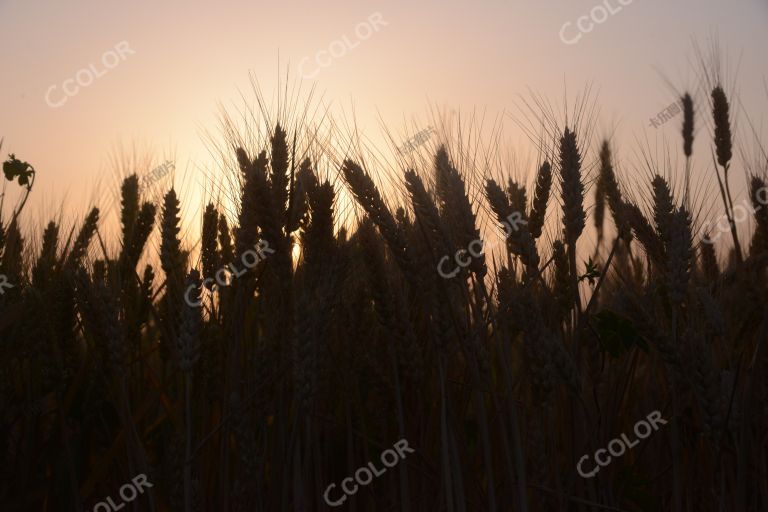 场景类：吕梁山下的麦田