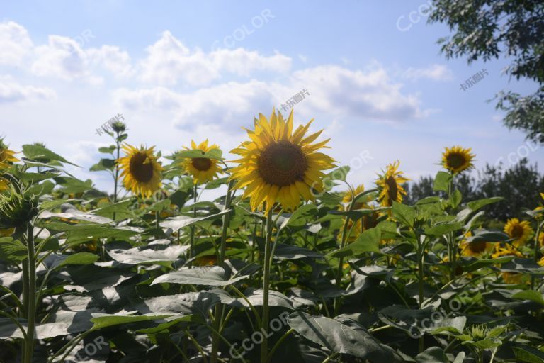 风光类：北京的七月，奥森公园百亩向日葵展