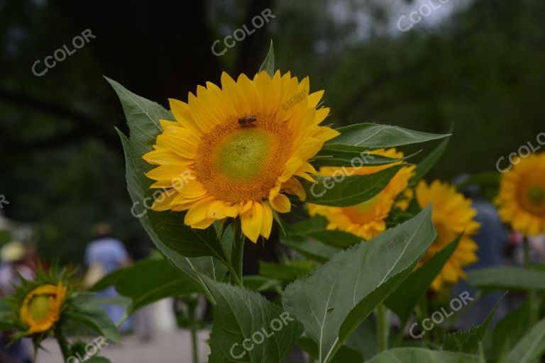 风光类：北京的七月，奥森公园百亩向日葵展