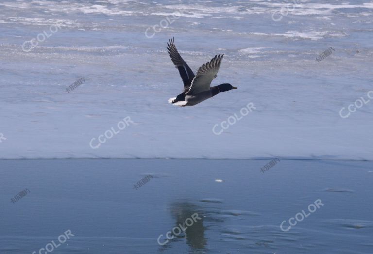 时令节气：立春三侯之“东风解冻”，立春日的野鸭，北海公园