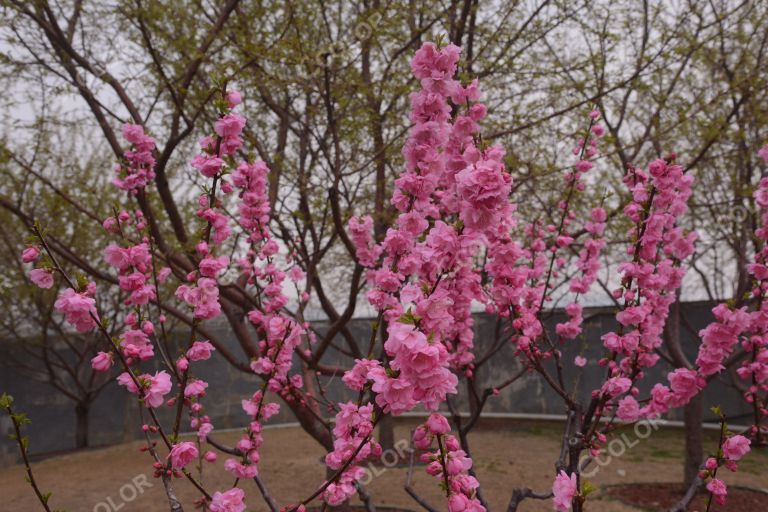 休闲类：明城墙遗址公园的春天