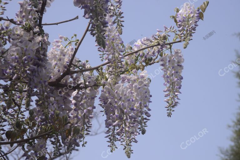 植物类：天坛公园的紫藤花