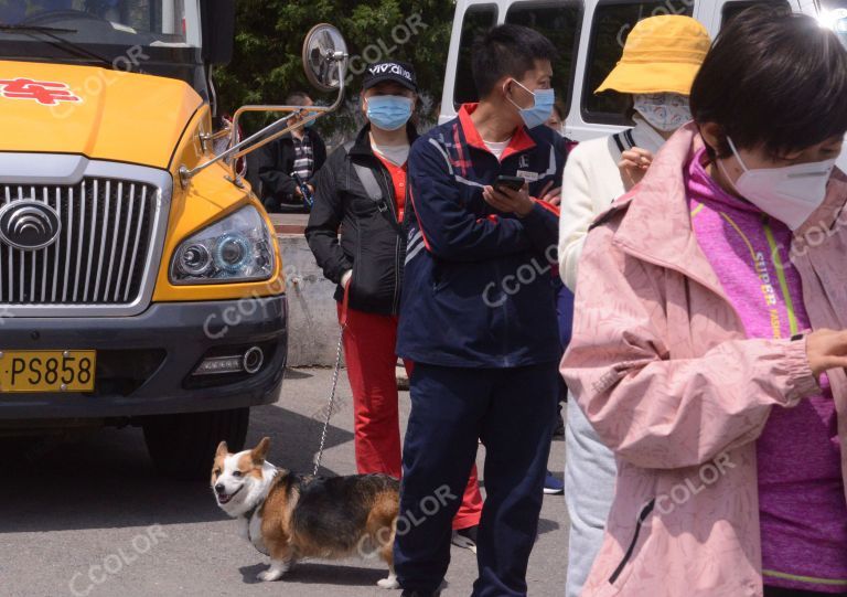 居民带宠物狗排队测核酸