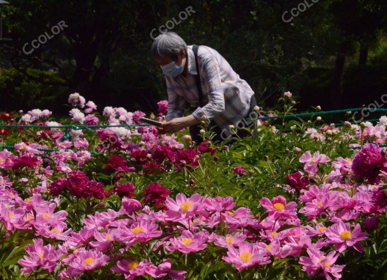 新冠疫情期，戴口罩赏花的游客