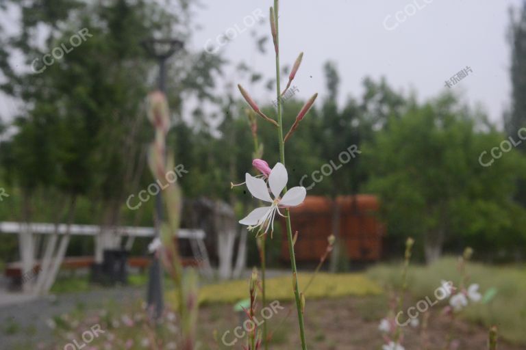 东方化工厂旧址，生态修复区