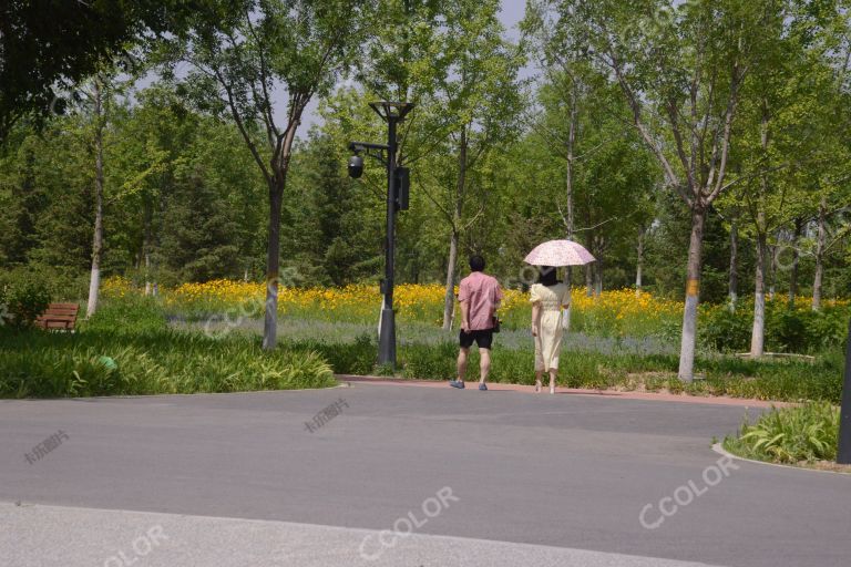 风光类：城市绿心森林公园夏日，大花金鸡菊