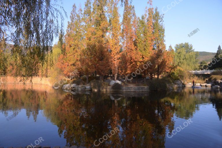 国家植物园澄湖秋色，水杉的倒影