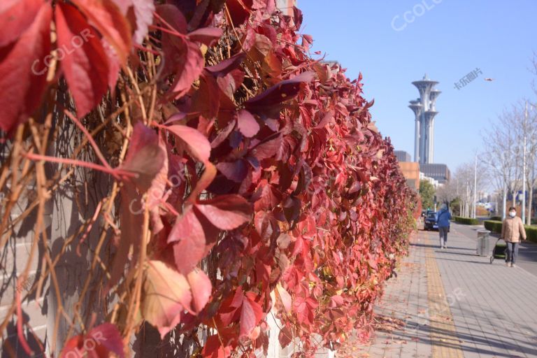 秋季景观，国奥园外墙的红叶