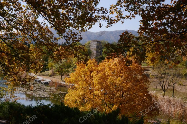 澄湖秋色，国家植物园澄明湖北岸的树