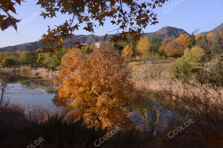 澄明湖北岸的白蜡树，国家植物园秋季风光