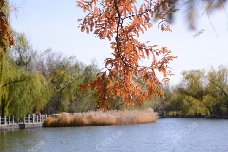 澄碧湖北岸的水杉树，国家植物园秋季风光