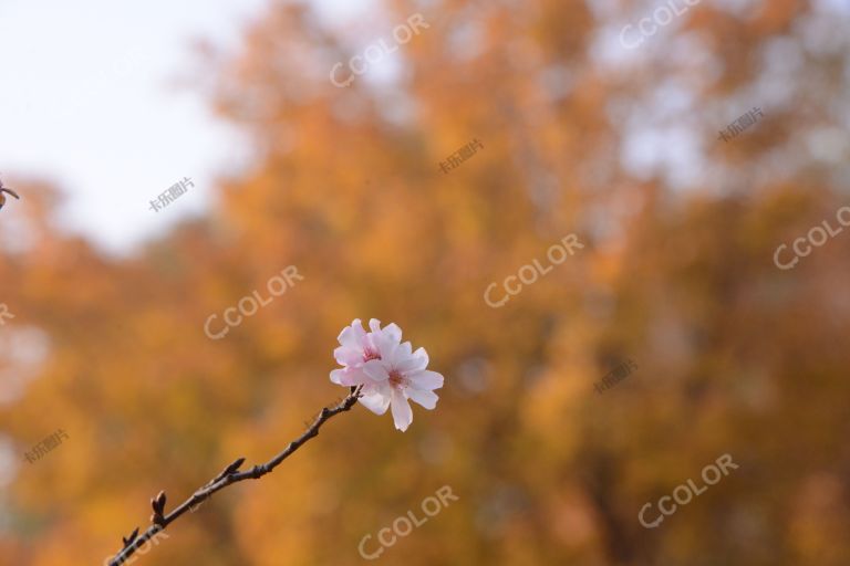 澄湖秋色之彩叶与花，国家植物园秋季风光