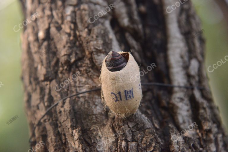 生态环境类：周氏啮小蜂虫卵，害虫的生物学防治