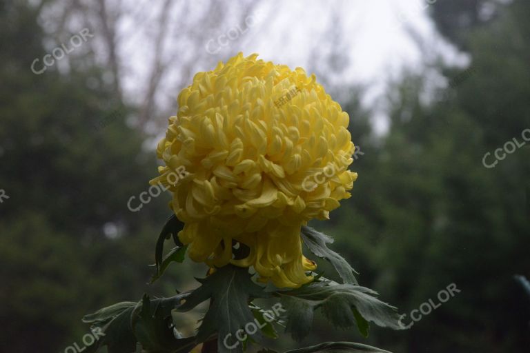 黄色菊花，国家植物园