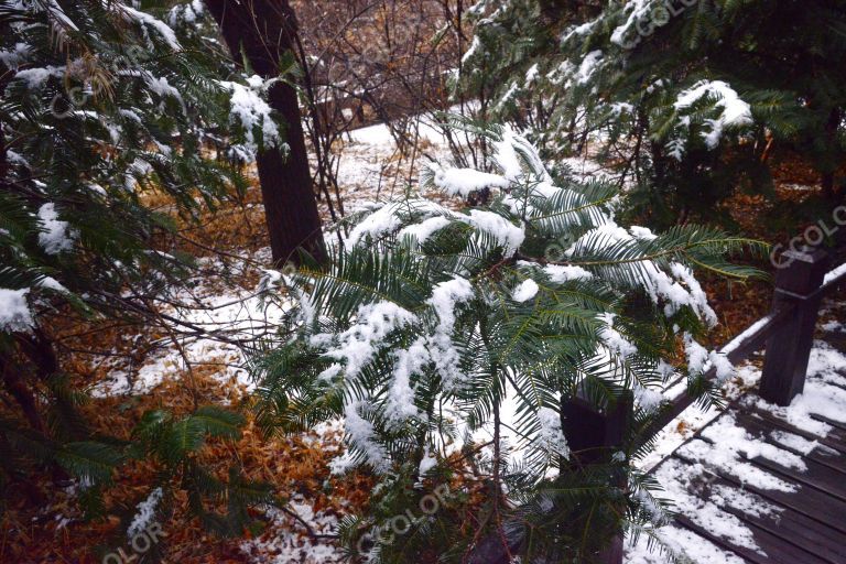 雪后的樱桃沟，国家植物园冬季风光
