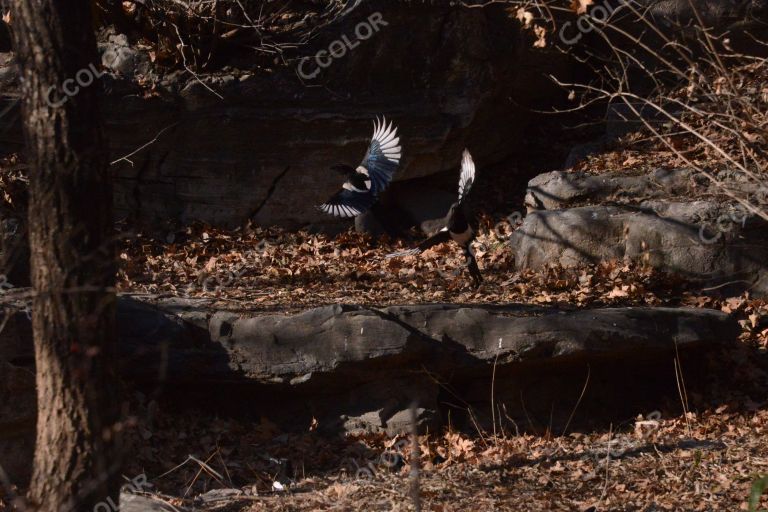奥森公园冬季景观，“林泉高致”周边的喜鹊