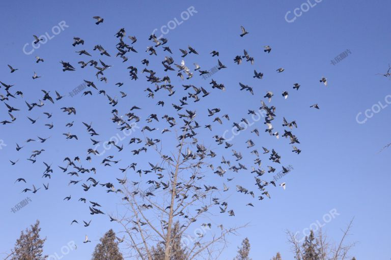 动物类：地坛公园的鸽群