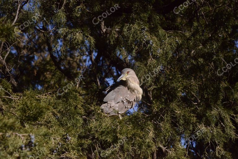 动物类：夜鹭栖息在国家植物园的柏树上