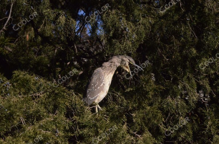 动物类：夜鹭栖息在国家植物园的柏树上