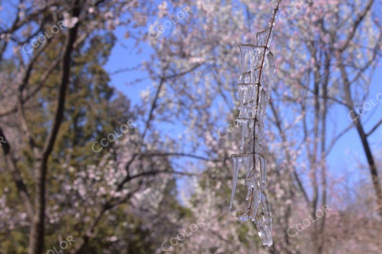 早春风光，倒春寒中的山桃花与冰挂