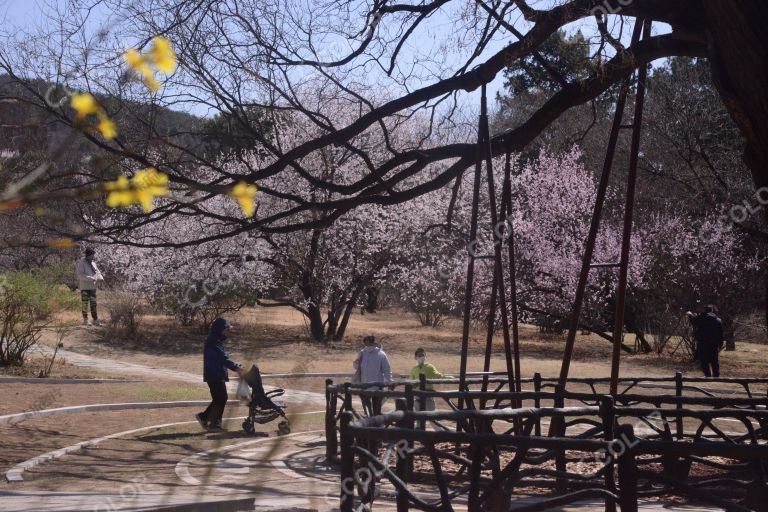 国家植物园早春，正白旗关帝庙东侧的古树与山桃花