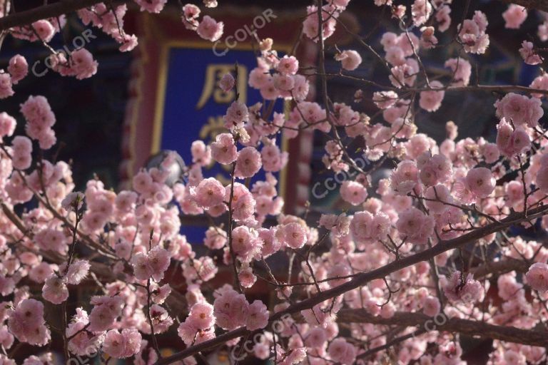 景山公园春季风光，周赏亭边的红梅花