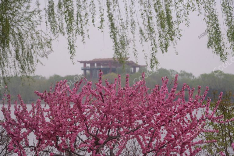 北京城市副中心，运河森林公园的榆叶梅