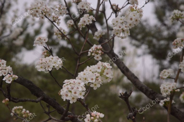 梨花风起正清明，城市副中心绿心森林公园