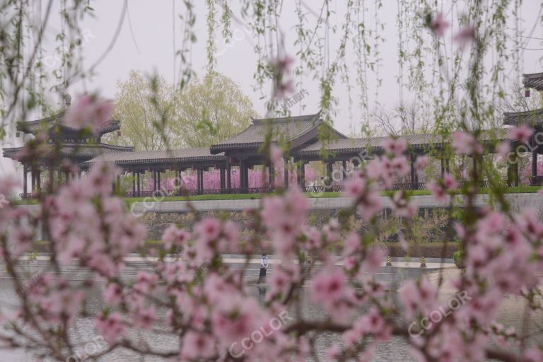 清明节桃花盛开，城市副中心运河森林公园