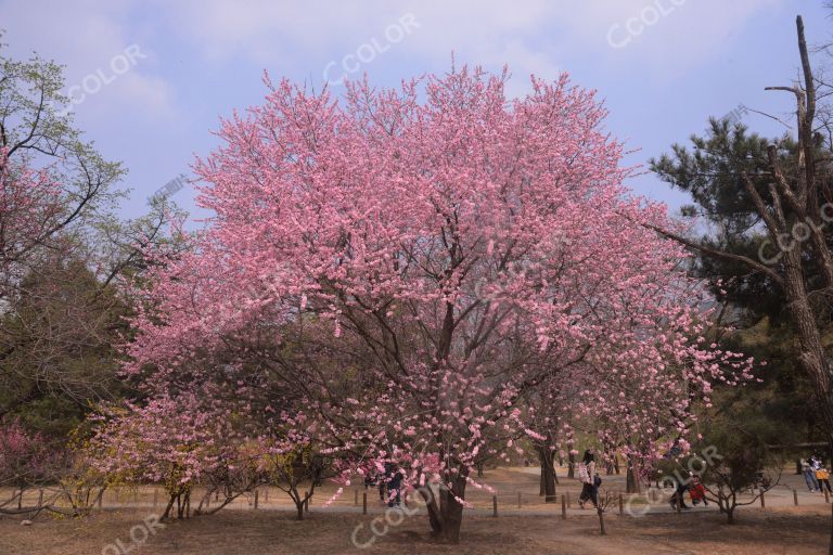 清明节期间，国家植物园桃花节将持续到四月下旬