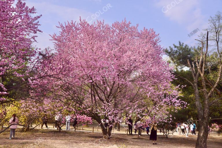 国家植物园，2023年桃花节