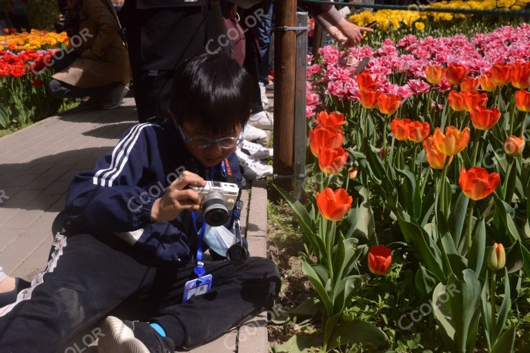 人物类：国家植物园春季，郁金香展现场拍照的少年儿童
