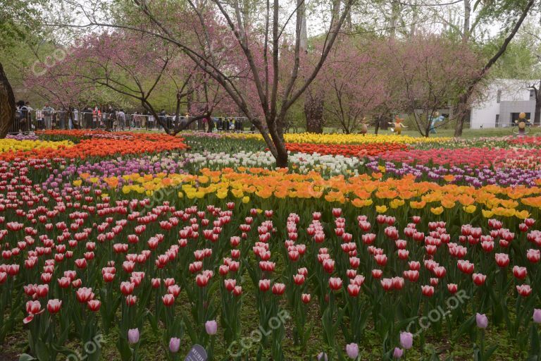 国家植物园春季风光，杨树林郁金香展