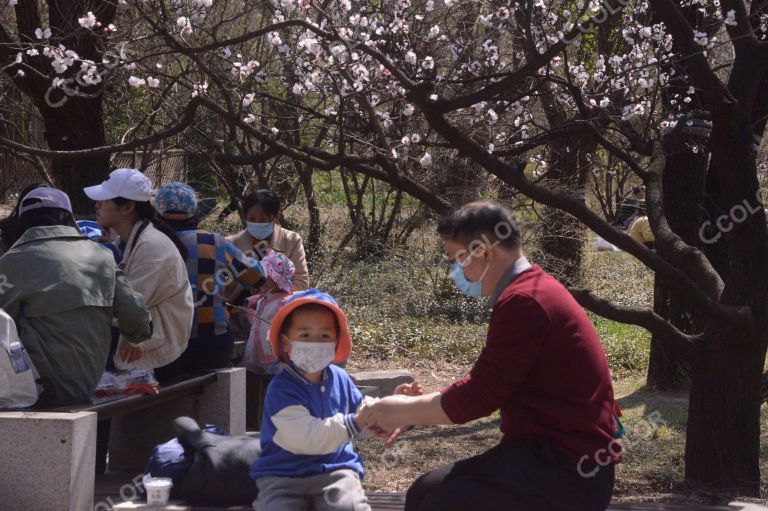 国家植物园春季场景，杏花树下戴口罩的儿童与老人