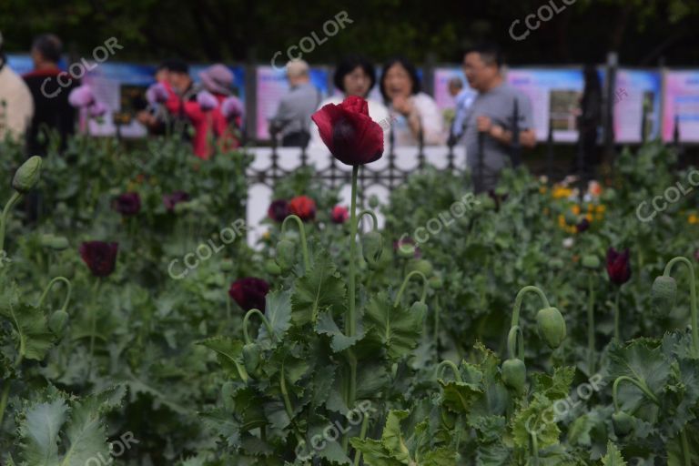 中国科学院公众科学日，活体罂粟及禁毒展