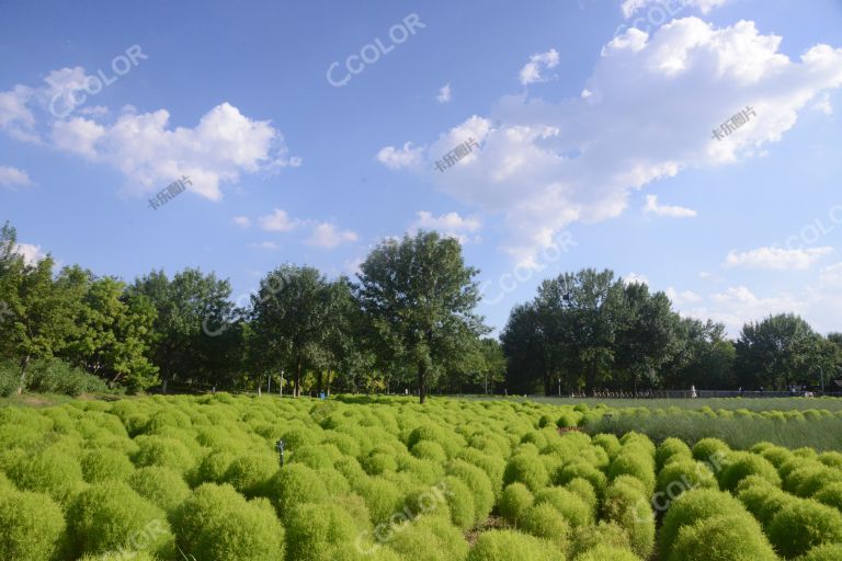 奥森公园夏季风光，花田野趣景区的地肤草（扫帚草）
