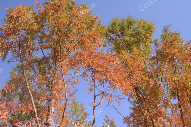 国家植物园秋季风光，水杉树上的彩叶