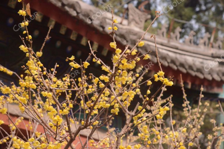 卧佛寺蜡梅（腊梅），国家植物园