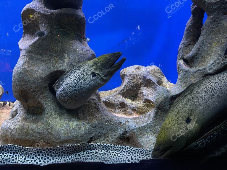 海鳗，电鳗