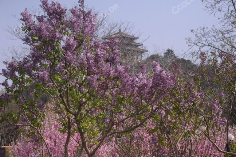 景山公园春季花卉