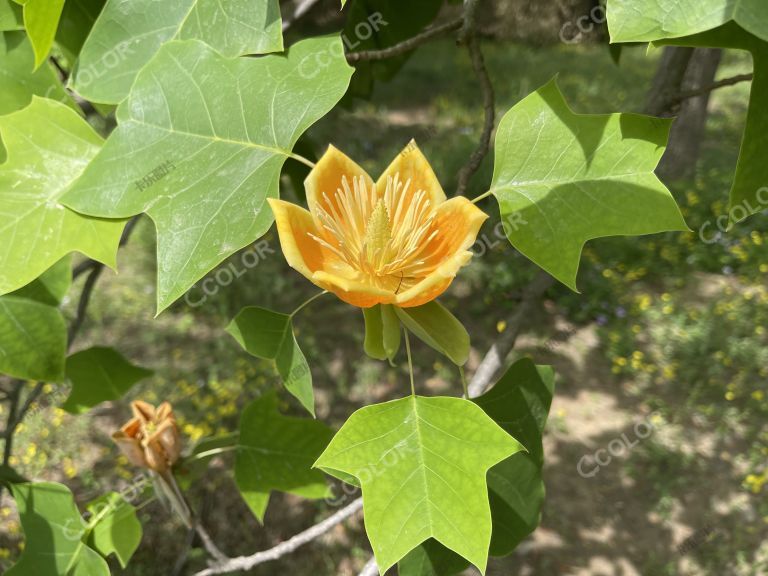 珍稀濒危植物，鹅掌楸