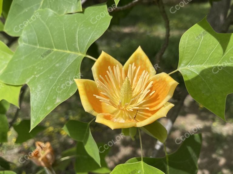 珍稀濒危植物，鹅掌楸