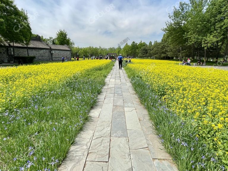 油菜花田，初夏景观