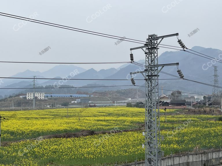 油菜花田