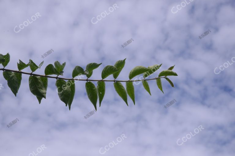 夏季风光，植物