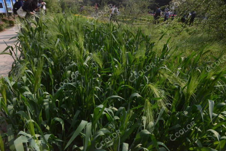 农作物大麦，国家植物园农事体验区