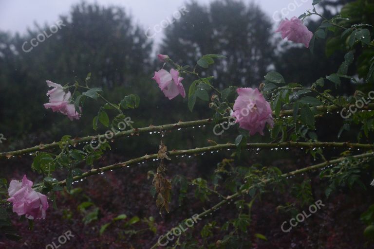 夏季花卉，雨中的月季园