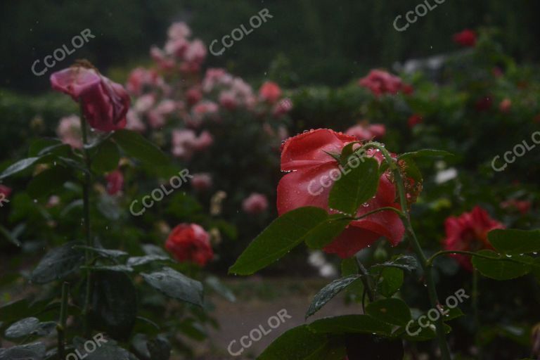 夏季花卉，雨中的月季园