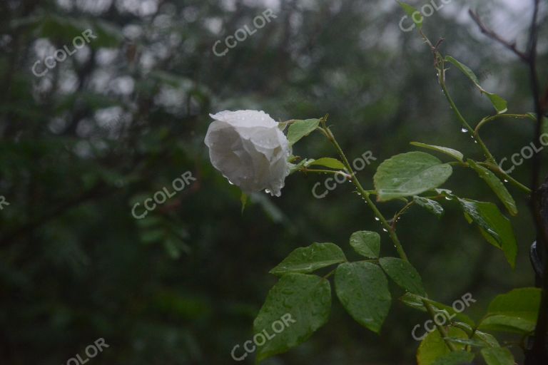 夏季花卉，雨中的月季园