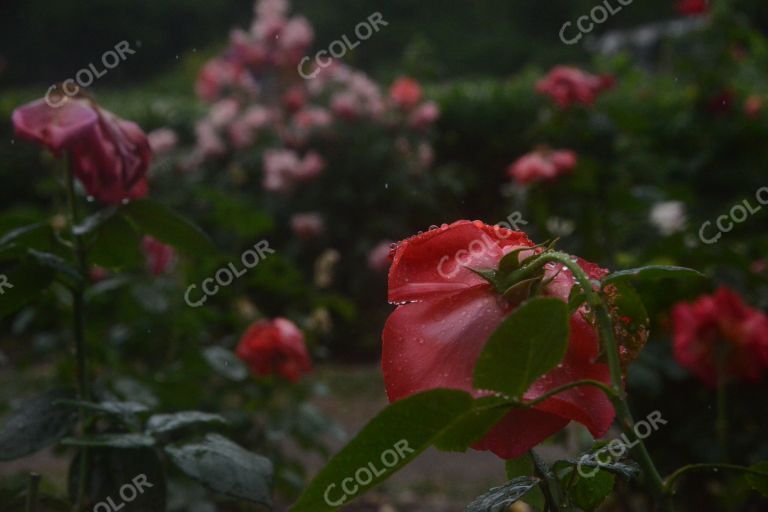 夏季花卉，雨中的月季园